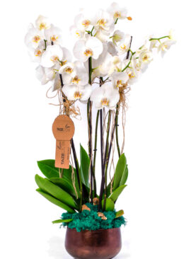 Orkide Dört Dallı Saksıda Beyaz