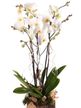 Orkide Beyaz İki Dal Kütük İçerisinde