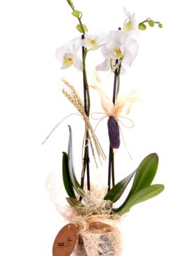 Orkide Saksıda Beyaz Abaka Ambalaj
