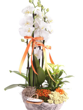 Spatifilyum Beyaz Orkide Dekoratif Seramik İçerisinde