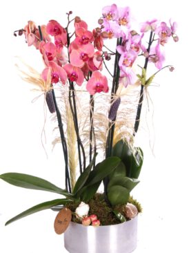 Renkli Orkide Dört Dal Saksı