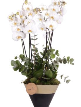 Beyaz Orkide Dört Dalı Tanzim Saksı
