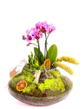 Mini Orkide Sukulent Fanus İçinde